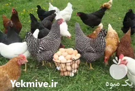 فروش مرغ شش ماهه بومی در گروه مرغ و خروس و بوقلمون و اردک قو قاز در یکمیوه -عکس1