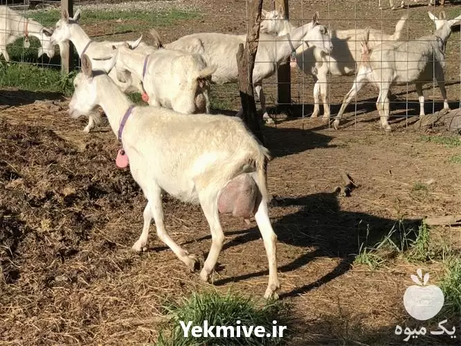 فروش بز چند قلو زای سانن در اصفهان در گروه گاو و گوسفند و میش و بز کهره گوساله در یکمیوه -عکس1