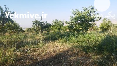 فروش باغ گردو 2000 متر در گروه خرید و فروش باغ و باغچه در یکمیوه -عکس3