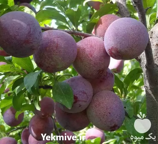 قیمت خرید نهال آلو نژاد خاکی در ساری در گروه خرید و فروش نهال در یکمیوه -عکس1