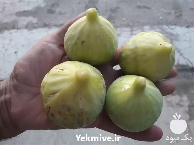 قیمت خرید نهال انجیر زرد درشت در ساری در گروه خرید و فروش نهال در یکمیوه -عکس1