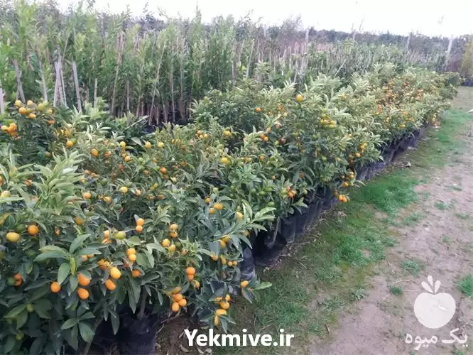 فروش نهال تزییناتی خوراکی پرتقال کامکوات در ساری در گروه خرید و فروش نهالستان در یکمیوه -عکس1