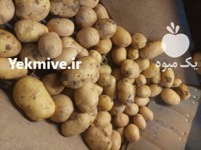 سیب زمینی فقط صادراتی در بهار  در گروه خرید و فروش سیب زمینی در یکمیوه -عکس1