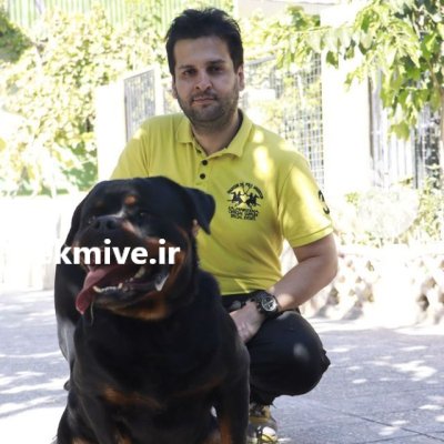 خرید فروش سگ روتوایلر تضمین اصالت در کرج در گروه سگ و گربه در یکمیوه -عکس1