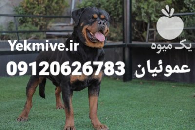خرید فروش سگ روتوایلر تضمین اصالت در کرج در گروه سگ و گربه در یکمیوه -عکس2
