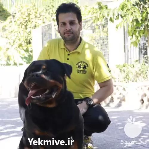 فروش سگ روتوایلر اصیل آماده تحویل در کرج در گروه سگ و گربه در یکمیوه -عکس1