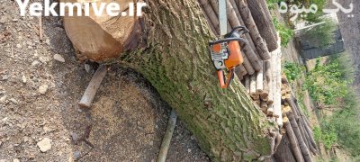 خرید فروش انواع چوب درخت در گروه خرید و فروش چوب درخت در یکمیوه -عکس1