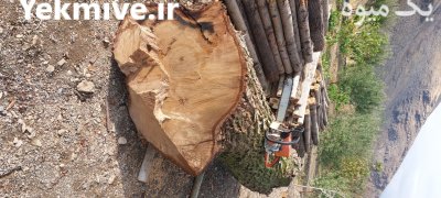 خرید فروش انواع چوب درخت در گروه خرید و فروش چوب درخت در یکمیوه -عکس2