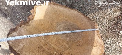 خرید فروش انواع چوب درخت در گروه خرید و فروش چوب درخت در یکمیوه -عکس3