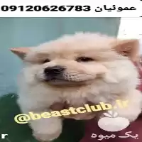 فروش توله سگ چاو چاو در کرج در گروه سگ و گربه در یکمیوه