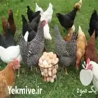 فروش مرغ شش ماهه بومی در گروه مرغ و خروس و بوقلمون و اردک قو قاز در یکمیوه
