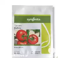 فروش بذر گوجه دافنیس سینجینتا در یزد در گروه خرید و فروش بذر گوجه در یکمیوه