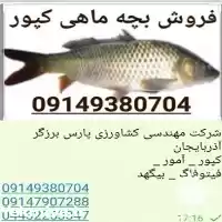 قیمت خرید بچه ماهی قیمت مناسب در ارومیه در گروه خرید و فروش بچه ماهی در یکمیوه