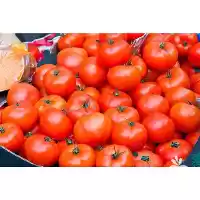 توزیع و فروش بذر گوجه کلوز در کرمان  در گروه خرید و فروش بذر گوجه در یکمیوه