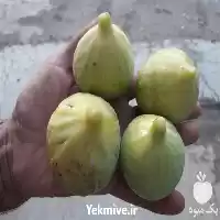 قیمت خرید نهال انجیر زرد درشت در ساری در گروه خرید و فروش نهال در یکمیوه