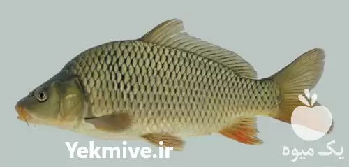 قیمت خرید لارو بچه ماهی گرمابی در سنگر در گروه خرید و فروش بچه ماهی در یکمیوه -عکس1