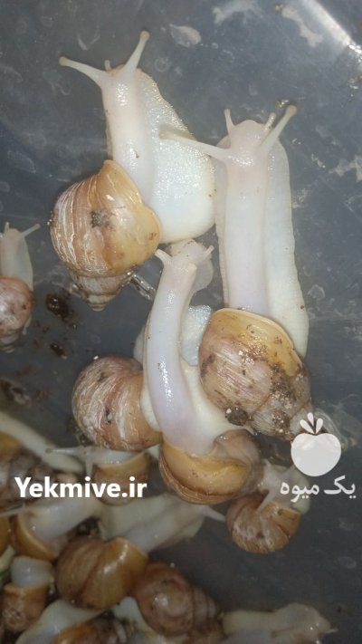 حلزون آلبینو پیش مولد در شیراز در گروه انواع محصولات شیلات در یکمیوه -عکس1