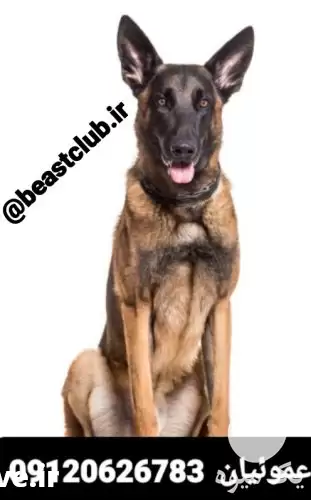 خرید و فروش سگ بلژین مالینویز در کرج در گروه سگ و گربه در یکمیوه -عکس1