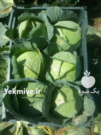 تامین کننده انواع محصول کشاورزی در گروه خرید و فروش محصولات صیفی در یکمیوه -عکس2