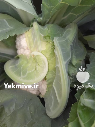 تامین کننده انواع محصول کشاورزی در گروه خرید و فروش محصولات صیفی در یکمیوه -عکس4