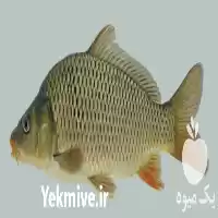 قیمت خرید لارو بچه ماهی گرمابی در سنگر در گروه خرید و فروش بچه ماهی در یکمیوه