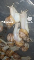 حلزون آلبینو پیش مولد در شیراز در گروه انواع محصولات شیلات در یکمیوه
