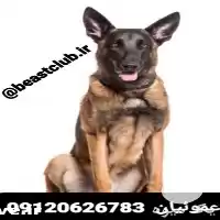 خرید و فروش سگ بلژین مالینویز در کرج در گروه سگ و گربه در یکمیوه