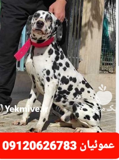 فروش توله سگ دالمیشن پدر مادر در کرج در گروه سگ و گربه در یکمیوه -عکس1