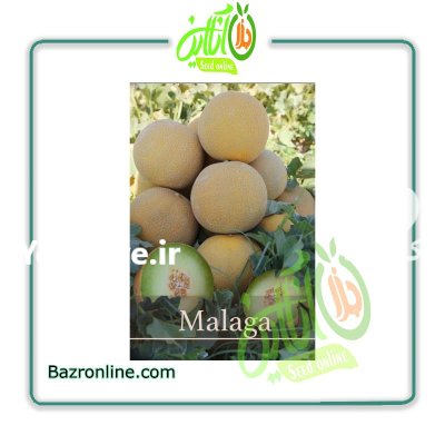 بذر ملون بذر ملون در گروه خرید و فروش بذر ملون در یکمیوه -عکس1