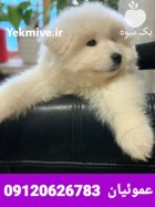 فروش ساموئید با تراکم موی بالا در گروه سگ و گربه در یکمیوه