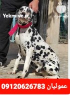فروش توله سگ دالمیشن پدر مادر در کرج در گروه سگ و گربه در یکمیوه