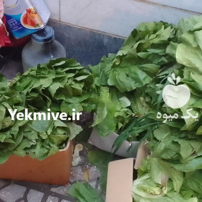 فروش کاهو صادراتی در گروه خرید و فروش کاهو در یکمیوه -عکس1