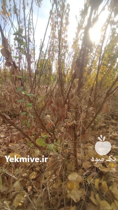 فروش نهال هم بصورت عمده هم در گروه خرید و فروش نهال در یکمیوه -عکس2