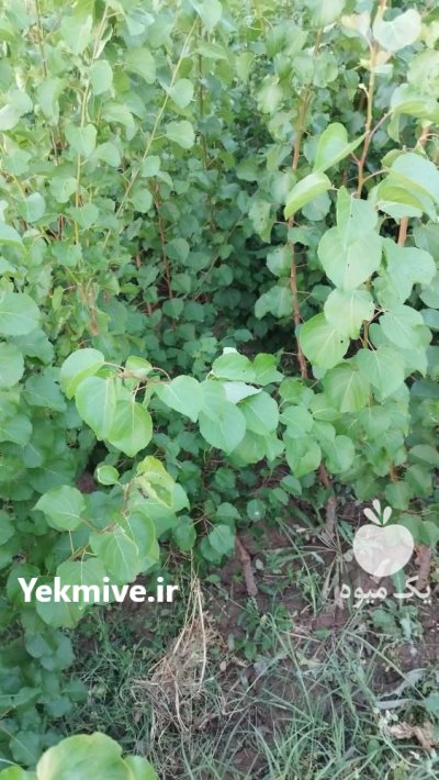 فروش نهال هم بصورت عمده هم در گروه خرید و فروش نهال در یکمیوه -عکس3