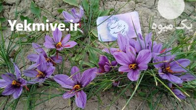 فروش زعفران تولید آموزش توسط بانوان در خوی در گروه خرید و فروش زعفران در یکمیوه -عکس2
