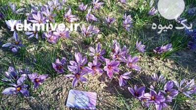فروش زعفران تولید آموزش توسط بانوان در خوی در گروه خرید و فروش زعفران در یکمیوه -عکس3