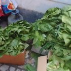 فروش کاهو صادراتی در گروه خرید و فروش کاهو در یکمیوه