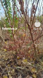 فروش نهال هم بصورت عمده هم در گروه خرید و فروش نهال در یکمیوه