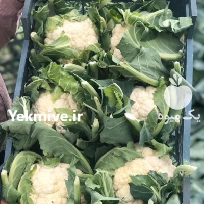 تامین کننده انواع صیفیجات در اهواز در گروه خرید و فروش محصولات صیفی در یکمیوه -عکس2