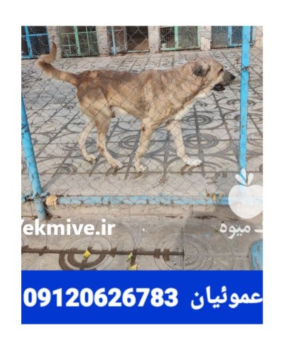 فروش سگ سرابی فوق العاده مناسب در کرج در گروه سگ و گربه در یکمیوه -عکس1