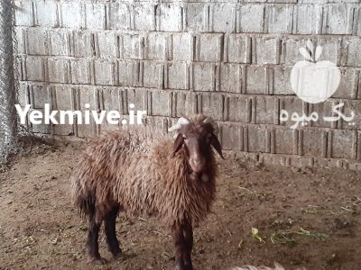 گوسفند ماده 4 شاخ در اصفهان در گروه گاو و گوسفند و میش و بز کهره گوساله در یکمیوه -عکس1