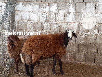 گوسفند ماده 4 شاخ در اصفهان در گروه گاو و گوسفند و میش و بز کهره گوساله در یکمیوه -عکس2