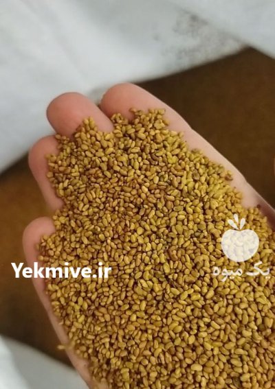 فروش بذر یونجه در مشهد در گروه خرید و فروش بذر یونجه در یکمیوه -عکس2