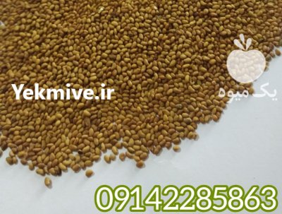 فروش بذر یونجه در مشهد در گروه خرید و فروش بذر یونجه در یکمیوه -عکس3