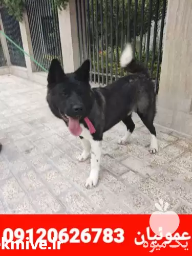 قیمت خرید سگ آمریکن آکیتا وارداتی در گروه سگ و گربه در یکمیوه -عکس1