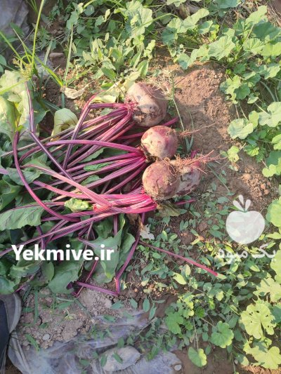 فروش چغندر لبو صادراتی در دزفول در گروه خرید و فروش چغندر در یکمیوه -عکس1