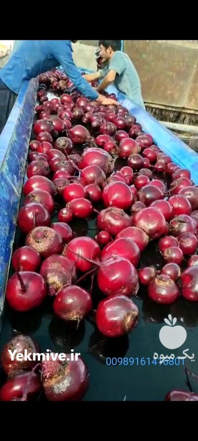 فروش چغندر لبو صادراتی در دزفول در گروه خرید و فروش چغندر در یکمیوه -عکس2