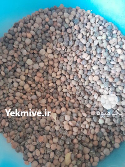 عدس کردی ا ص ل پزا در کرندغرب در گروه خرید و فروش غلات و حبوبات در یکمیوه -عکس1