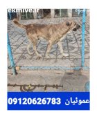 فروش سگ سرابی فوق العاده مناسب در گروه سگ و گربه در یکمیوه