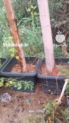 آگهی مشابه فروش نهال انواع درختان میوه فضا در پاکدشت در گروه خرید و فروش نهال در یکمیوه
